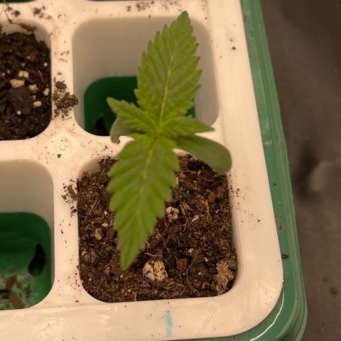 Pineapple Express P1 growlog photo: Thirsty