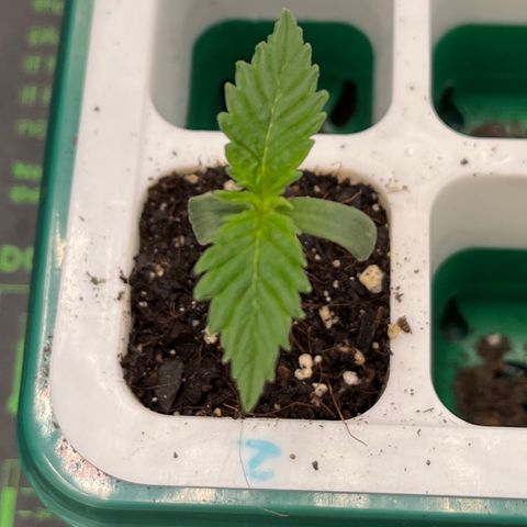 Pineapple Express P2 growlog photo: Little by little, but by bit; P2 is resilient asf. She’s looking great