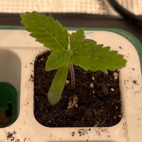 Pineapple Express P3 growlog photo: Lookin good, leaves must’ve been singing from too much direct heat