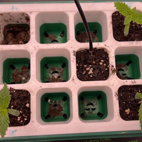 Pineapple Express P3 growlog photo: New year new tree??? We’ll find out when the lights come back on