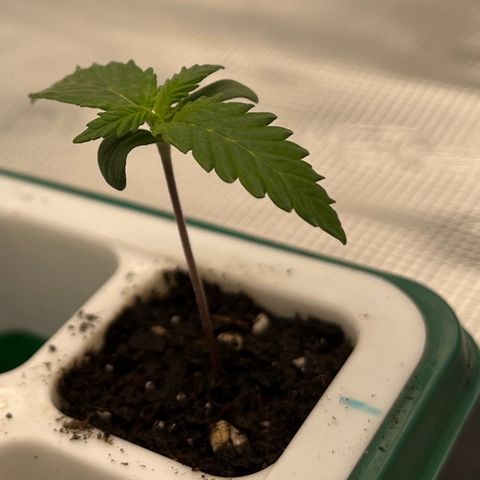 Pineapple Express P1 growlog photo: 5:30pm