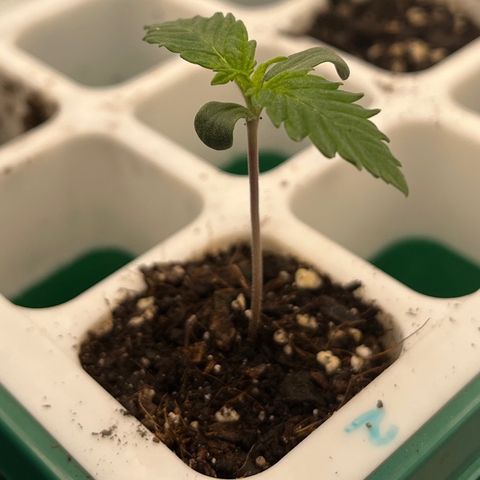 Pineapple Express P2 growlog photo: 5:30pm