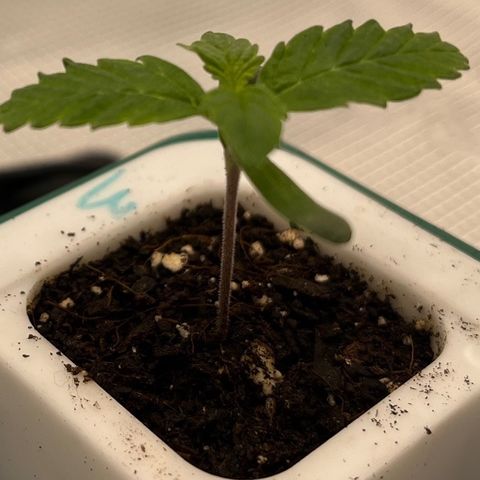 Pineapple Express P3 growlog photo: 5:30pm