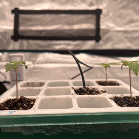 Pineapple Express P3 growlog photo: 5:30pm- squad all the way up. Alpha P1 legit-goated with most rizz (respectively), edged by Beta P3 drenched-out in 2nd spot, while Sigma P2 still slaying-hard and serving c*nt in caboose posish. I repeat: *Squad ALL the Way Up* 💯🫡😎🤌🏼