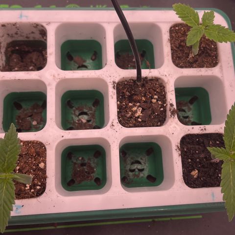 Pineapple Express P3 growlog photo: 10:30am- errbody lookin good, secondary leaves grow on. P2 & P3 lookin dry so they each got 4tsp of 320ppm water