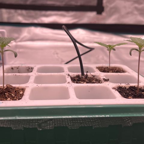 Pineapple Express P3 growlog photo: 10:30am- errbody lookin good, secondary leaves grow on. P2 & P3 lookin dry so they each got 4tsp of 320ppm water