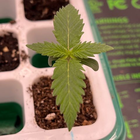 Pineapple Express P1 growlog photo: 11:30pm- Hard to see, but 3 new little leaves forming in the center. Soil looking dry so I hit it with that wet