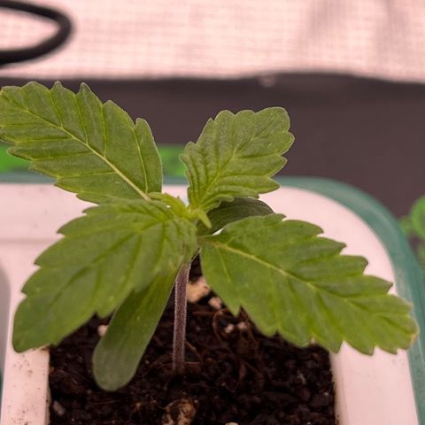 Pineapple Express P3 growlog photo: 11:30pm- Hard to see, but 2-3 new little leaves forming in the center.