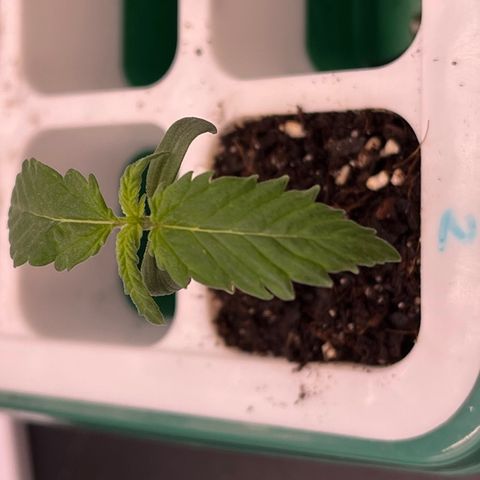 Pineapple Express P2 growlog photo: 11:30pm- Hard to see, but 2-3 new little leaves forming in the center.