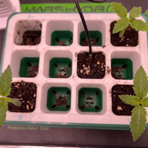 Pineapple Express P3 growlog photo: 9:15am- not much has changed for last night, everyone is still looking good. Really gonna need to transplant them to bigger pots this week (especially P1).