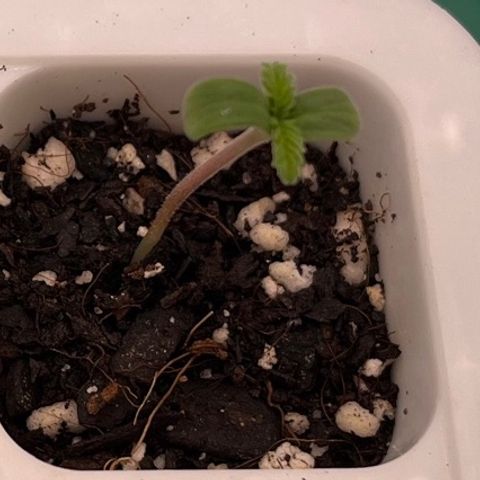 Pineapple Express P4 growlog photo: 9:15- little by little, but by not