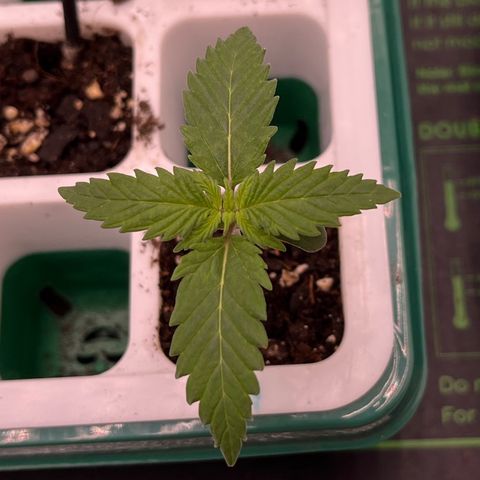 Pineapple Express P1 growlog photo: 12:30am- new growth, 10 leaves total (12 with og leaves)