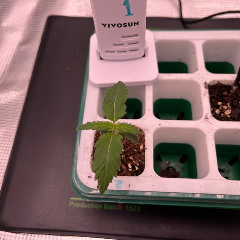 Pineapple Express P2 growlog photo: 12:30am- new growth, looks like 10 
fan leaves