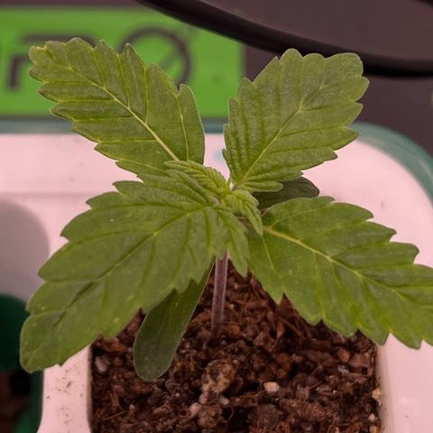 Pineapple Express P3 growlog photo: 12:30- new growth, looks like 10 fan leaves