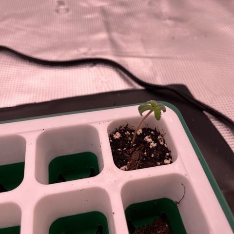 Pineapple Express P4 growlog photo: 12:30am- still killin it
