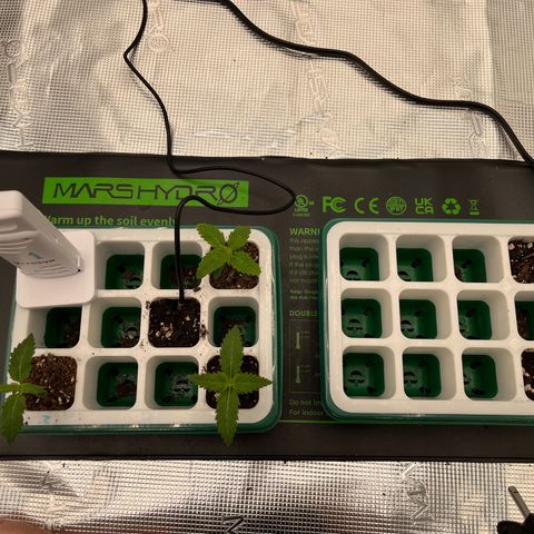 Pineapple Express P3 growlog photo: 12:30am- Squad up. 2 and 3 looked thirsty so I gave them each 1.5 tsp to edge them until 1 is also thirsty (hopefully getting them on a similar watering schedule). 4 still chillin. 