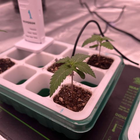 Pineapple Express P1 growlog photo: 10am- little thirsty, hit ‘em with little over a tsp of water to try to get him on a watering schedule with the others.