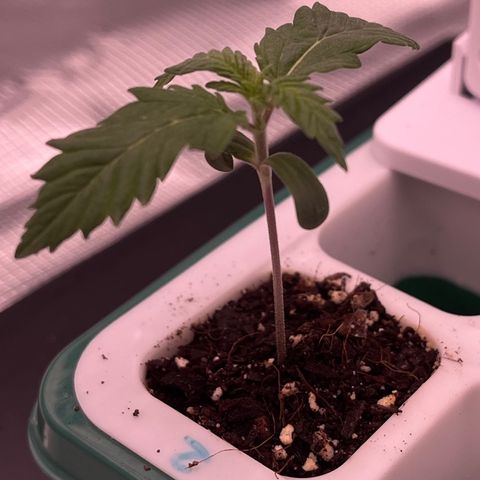 Pineapple Express P2 growlog photo: 10am- lookin great