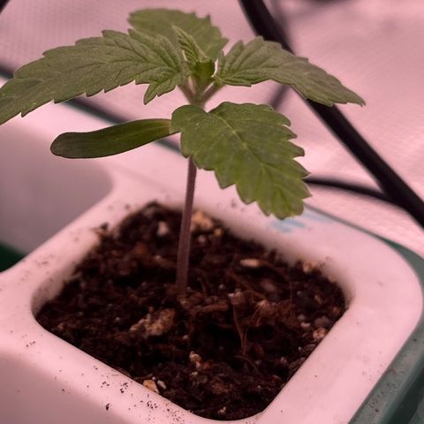 Pineapple Express P3 growlog photo: 10am- still killin it