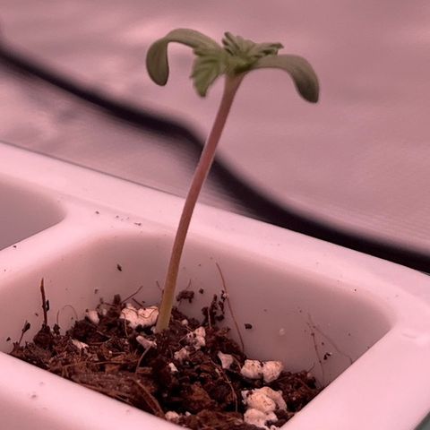 Pineapple Express P4 growlog photo: 10am- Little G makin progress