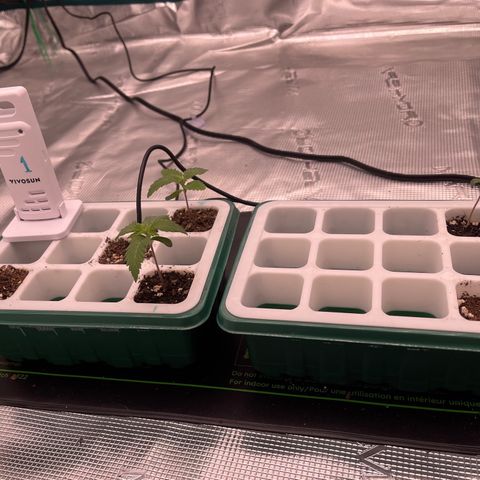 Pineapple Express P3 growlog photo: 6:45pm- watered P1, P2, & P3 with 3-4 tsp. P4 is chillin