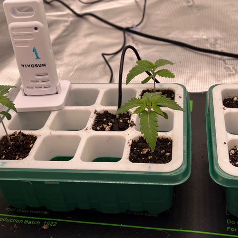 Pineapple Express P3 growlog photo: 10:30am- everybody’s looking good! 
P1-P3 looking similar to last night
P4 is making great progress for being 1 week old. 