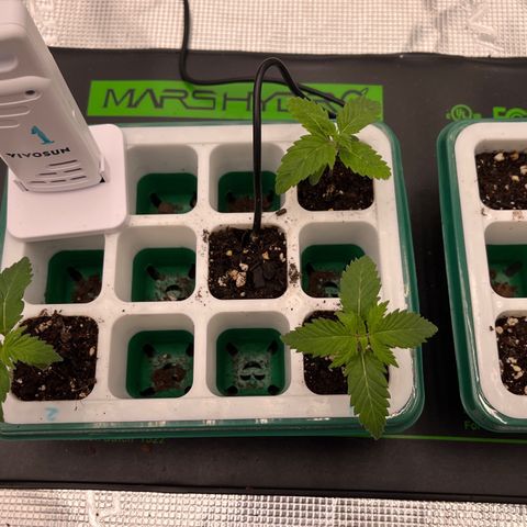 Pineapple Express P3 growlog photo: 10:30am- everybody’s looking good! 
P1-P3 looking similar to last night
P4 is making great progress for being 1 week old. 