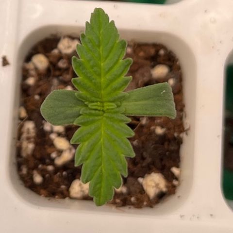 Pineapple Express P4 growlog photo: 5pm- I’m noticing a 2nd set of fan leaves! Hoping this pheno is able to catch up and/or exceed the others but that might be a pie in the sky. Others will be transplanted tomorrow so may water then if he’s thirsty. 