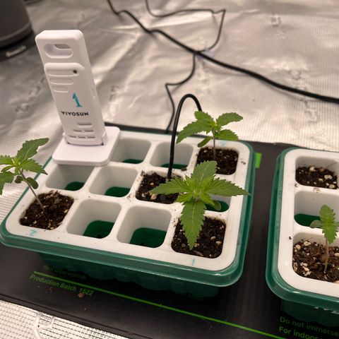 Pineapple Express P3 growlog photo: 5pm- Tomorrow is the big day 👀🏳️‍⚧️🪴

Not for P4 though, maybe next weekend if she’s ready.