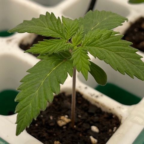 Pineapple Express P1 growlog photo: 11:59- last night she’ll spend in this cell. Fastest and most growth overall.