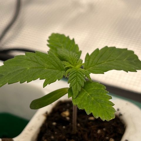 Pineapple Express P3 growlog photo: 11:59- last night in this cell, P3 grew the largest leaves of the 3(specifically the 2nd set of fan leaves).