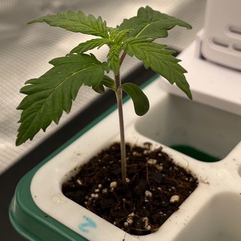 Pineapple Express P2 growlog photo: 11:59- Last night she’ll spend in this cell.   Started the slowest but grew to be the tallest of the 3 oddly enough.