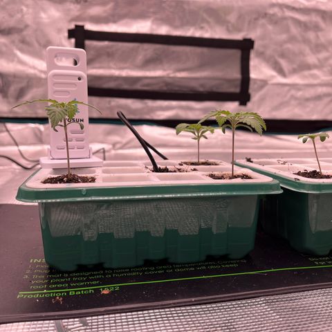 Pineapple Express P3 growlog photo: 11:59pm- last night P1-P3 will be in this seedling tray. 
P1 got to be 2” 
P2 is ~2.25”
P3 is ~1.75”
And P4 is ~1.5”
Everybody got 4tsp of 320ppm
