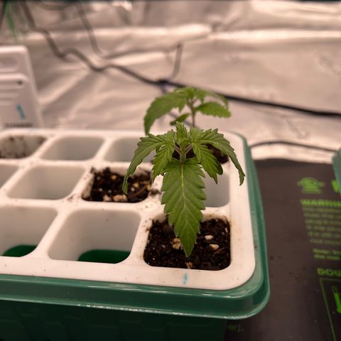Pineapple Express P1 growlog photo: 10am- Last Seedling picture, about to transplant. Looking a wee bit droopy today… but I know they’ll bounce back.