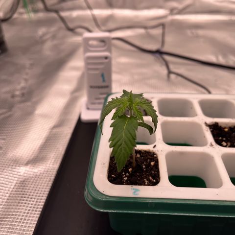 Pineapple Express P2 growlog photo: 10am- Last Seedling picture, about to transplant. Looking a wee bit droopy today… but I know they’ll bounce back.