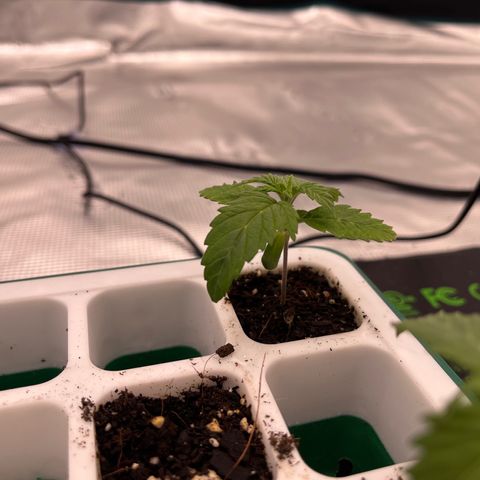 Pineapple Express P3 growlog photo: 10am- Last Seedling picture, about to transplant. Looking a wee bit droopy today, the least droopy of the 3… but I know they’ll bounce back.