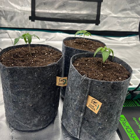 Pineapple Express P3 growlog photo: 10:30- they’ve been transplanted! Looking a bit droopy but they’ll bounce back