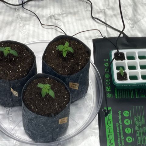 Pineapple Express P3 growlog photo: 10:30am- squad up