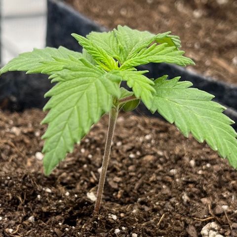 Pineapple Express P1 growlog photo: 6pm- looking much healthier than this morning, way less droopy! 