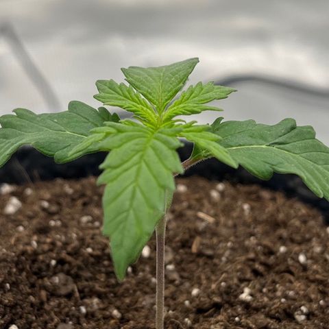 Pineapple Express P2 growlog photo: 6pm- less droopy than this morning!