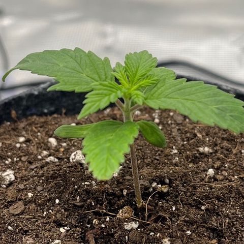 Pineapple Express P3 growlog photo: 6pm- less droopy than this morning!