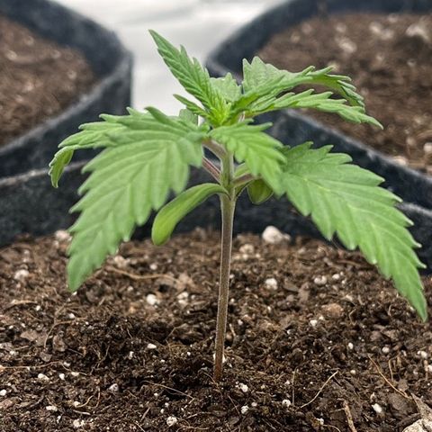 Pineapple Express P1 growlog photo: 9am