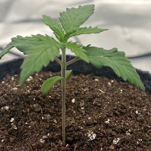 Pineapple Express P2 growlog photo: 9am