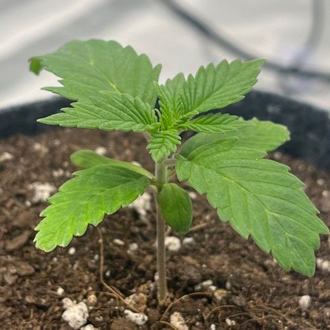 Pineapple Express P3 growlog photo: 9am