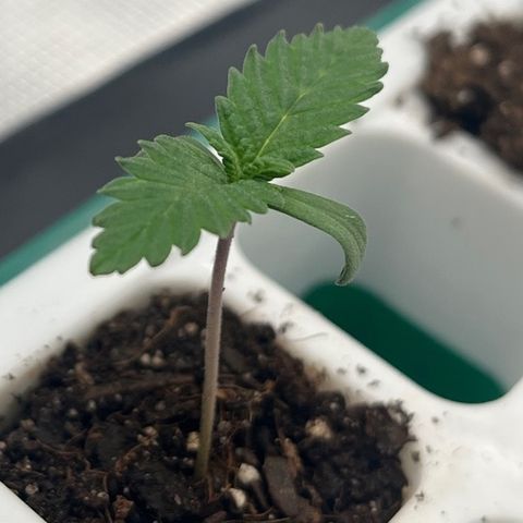 Pineapple Express P4 growlog photo: 9am