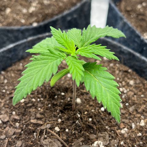 Pineapple Express P1 growlog timeline photo