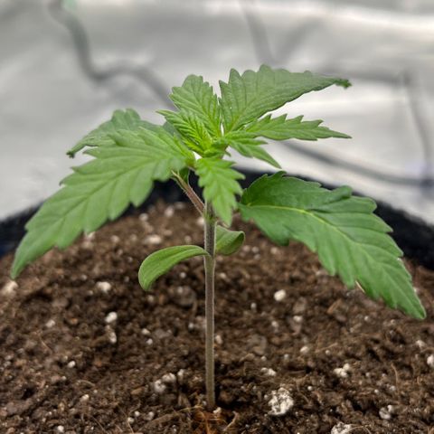 Pineapple Express P2 growlog photo: 5:30pm