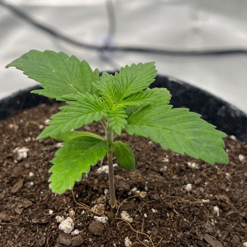 Pineapple Express P3 growlog photo: 5:30pm