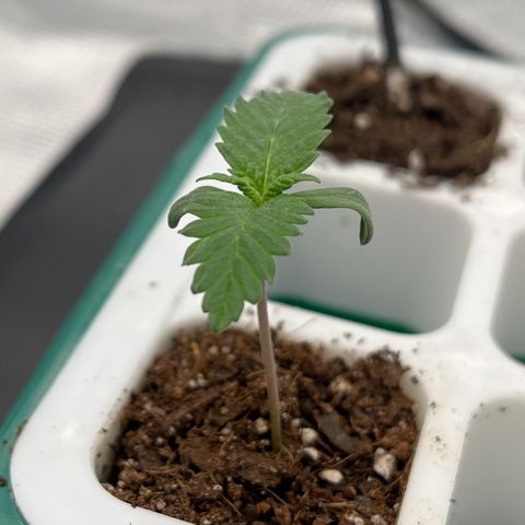 Pineapple Express P4 growlog photo: 5:30pm