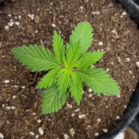 Pineapple Express P1 growlog photo: 9:45pm- green color is very vibrant, P1 has been closest to picture perfect out of the bunch. 